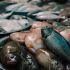La Chine ne s'implique pas dans un programme des Nations Unies visant à examiner les marchés humides asiatiques et d'autres sites à haut risque de propagation de maladies infectieuses des animaux sauvages vers les humains.